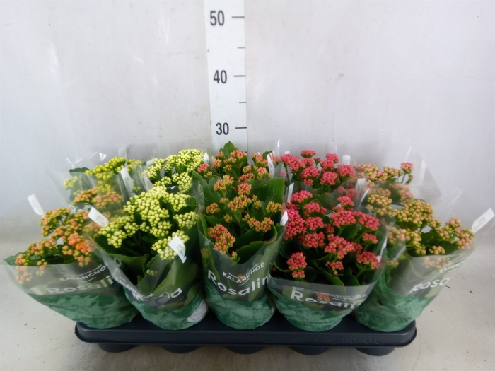 <h4>Kalanchoe blos. 'RosDon Collection'</h4>
