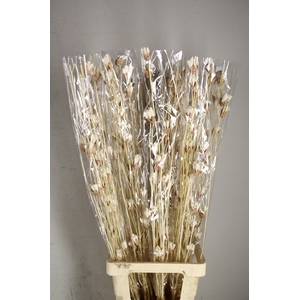 DF Flower Twig Bakuli Shola Bs