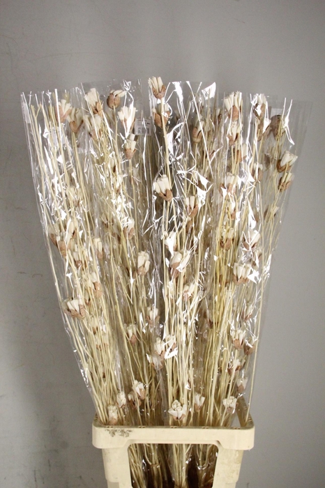 DF Flower Twig Bakuli Shola Bs