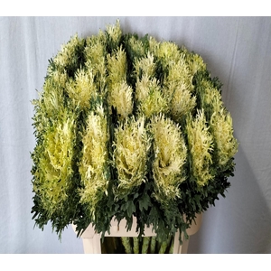 Brassica crane feather pure