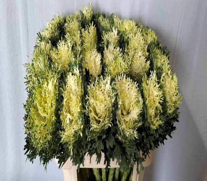 <h4>Brassica crane feather pure</h4>