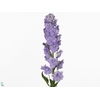 Delph El Centu Lavender