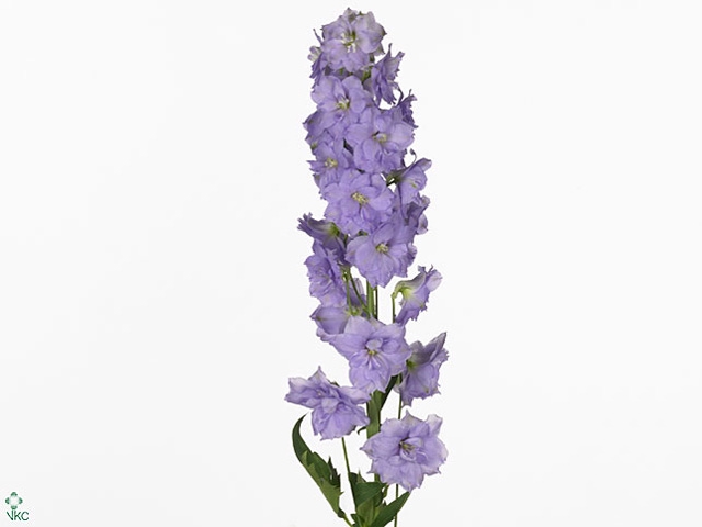 Delph El Centu Lavender