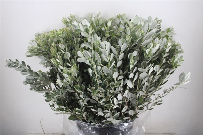 <h4>Pittosp Ralphi Leaves 400gr P Bunch</h4>