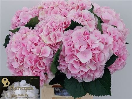 <h4>Hydr M Verena Rose</h4>
