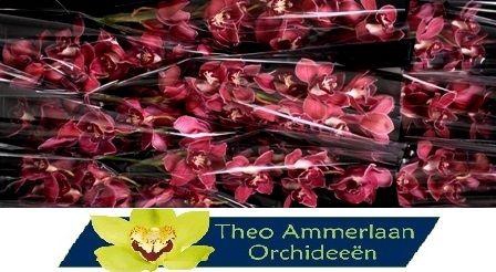 <h4>Ferr-Ari 60 x10</h4>