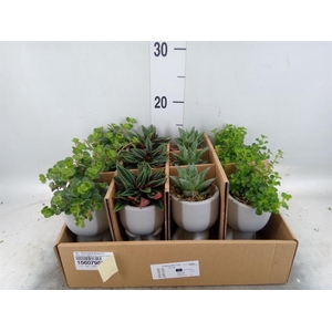 Arr. Kamerplant Groen L%