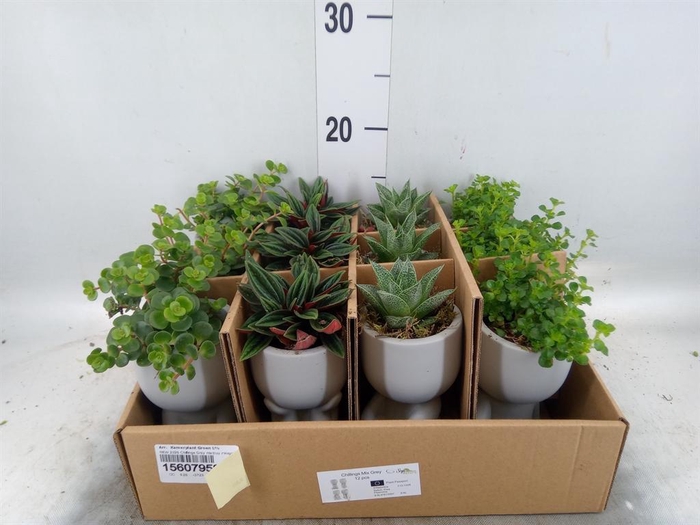 <h4>Arr. Kamerplant Groen L%</h4>
