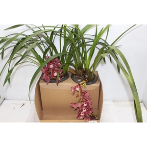 CYMBIDIUM P18 MIN 1 HT PENDENTE