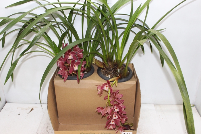 <h4>CYMBIDIUM P18 MIN 1 HT PENDENTE</h4>