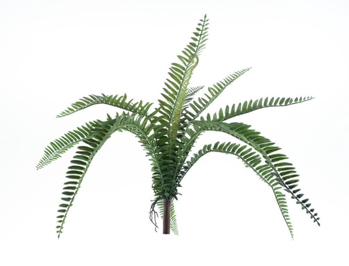 <h4>Fern Torres Sunrise small green 48c</h4>
