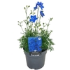 Delphinium Ocean Tiara Blue