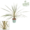 CORD AUS VARIEGAT