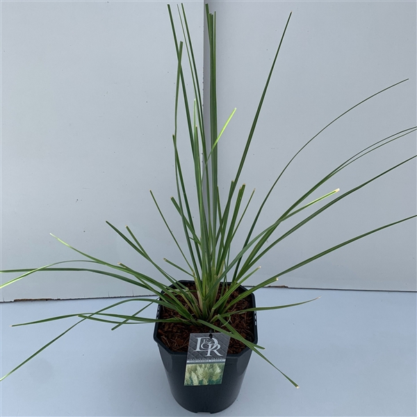<h4>Graminées Cortaderia sell. 'Pumila'</h4>