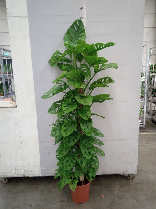 Monstera obliqua 'Monkey Mask'