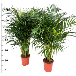 DYPSIS LUTESCENS