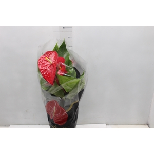 ANTHURIUM MICHIGAN P17 PREMIUM