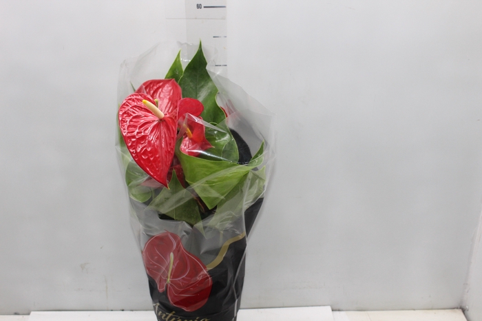 <h4>ANTHURIUM MICHIGAN P17 PREMIUM</h4>