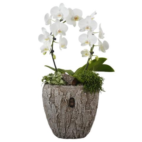 <h4>PTIB5355 Arrangementen kamerplanten</h4>