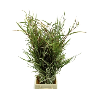 Grevillea