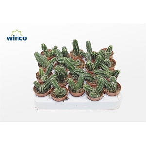 Echinocereus Scheeri Gentyi