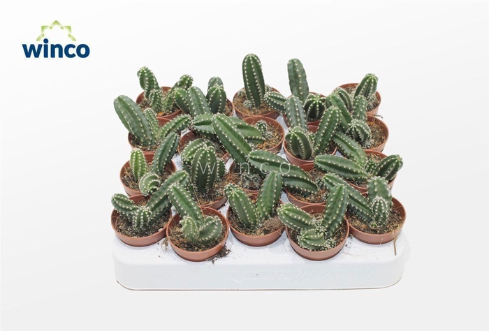 <h4>Echinocereus Scheeri Gentyi</h4>