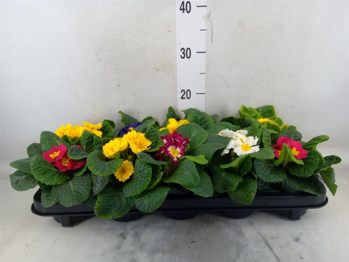<h4>Primula ac.   ...mix</h4>