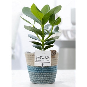 Clusia Rosea Princess in P&PURE Fashionpot Valerie