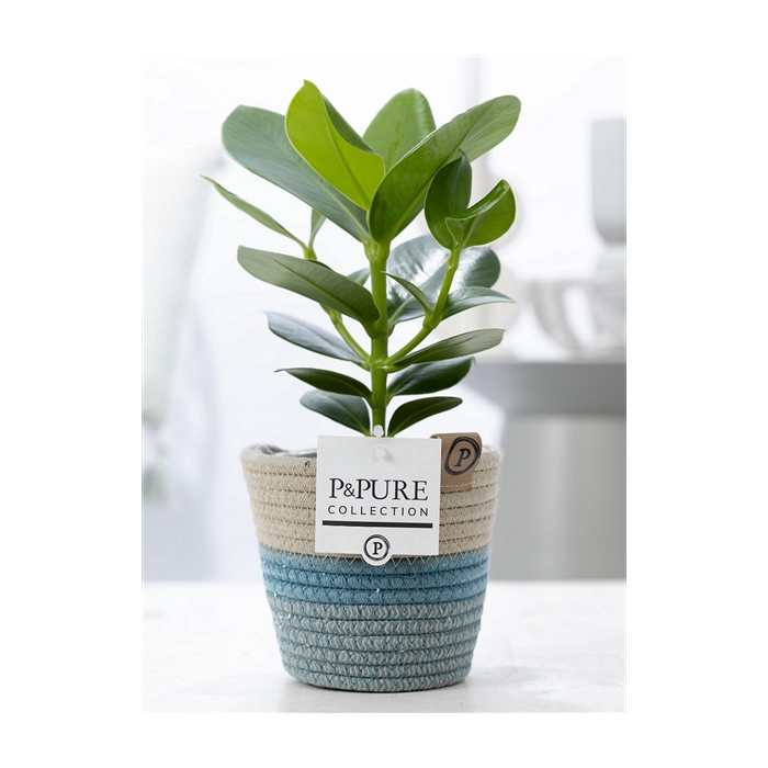 <h4>Clusia Rosea Princess in P&PURE Fashionpot Valerie</h4>