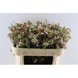 Chamelaucium Liron White