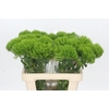 Dianthus Br Kiwi Mellow
