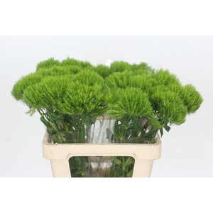 Dianthus Br Kiwi Mellow