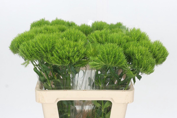 <h4>Dianthus Br Kiwi Mellow</h4>
