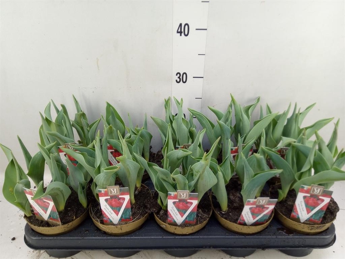 <h4>Tulipa DU ...</h4>