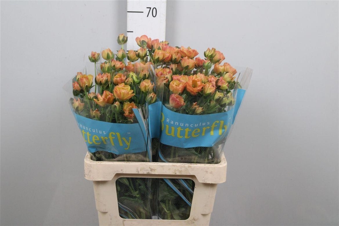 <h4>Ran Butterfly Mix</h4>