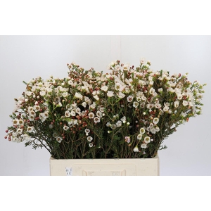 Chamelaucium Moonlight Delight