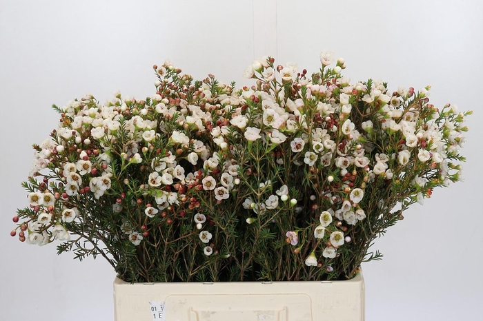 <h4>Chamelaucium Moonlight Delight</h4>