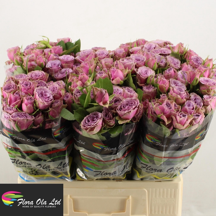 <h4>R TR PURPLE SKY</h4>