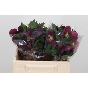 Helleb Queens L Pink