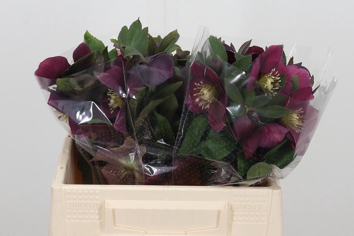 <h4>Helleb Queens L Pink</h4>