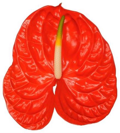 <h4>Anth Xl Sun Eye Long Stem</h4>