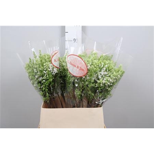 Syr V Mme Fl Stepman 2+