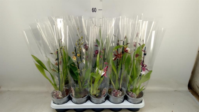 <h4>Cambria   ...mix</h4>