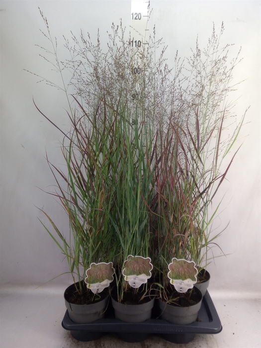 <h4>Panicum virgatum</h4>