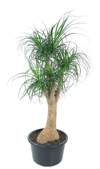 Beaucarnea Recurvata Vertakt