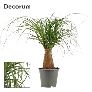 Beaucarnea Recht 12 cm (Decorum)
