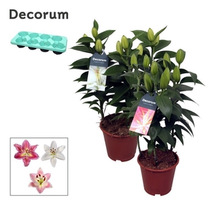 Lilium Oriental Mix 13cm full cc