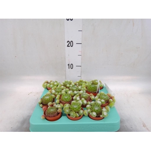 Sempervivum arachn.