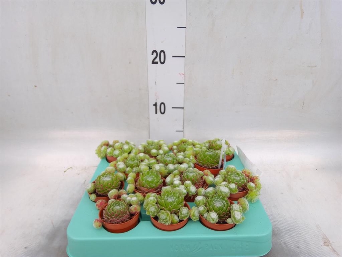 <h4>Sempervivum arachn.</h4>