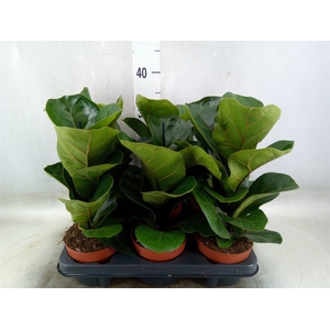 Ficus lyrata 'Bambino'